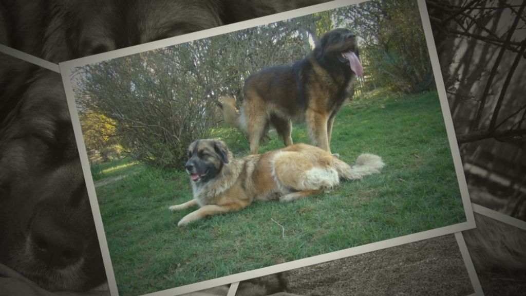 chiot Leonberger Au Coeur Cantalou