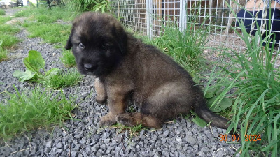 Au Coeur Cantalou - Leonberger - Portée née le 21/06/2024