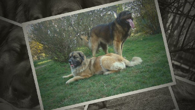 Au Coeur Cantalou - Leonberger - Portée née le 05/04/2022