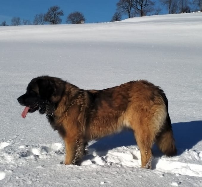 Shall be Au Coeur Cantalou