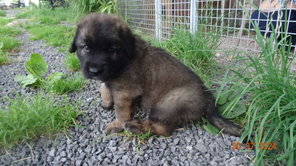 Au Coeur Cantalou - Leonberger - Portée née le 21/06/2024