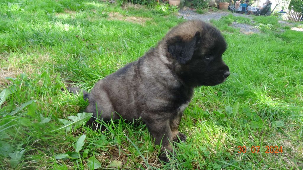 Au Coeur Cantalou - Leonberger - Portée née le 21/06/2024