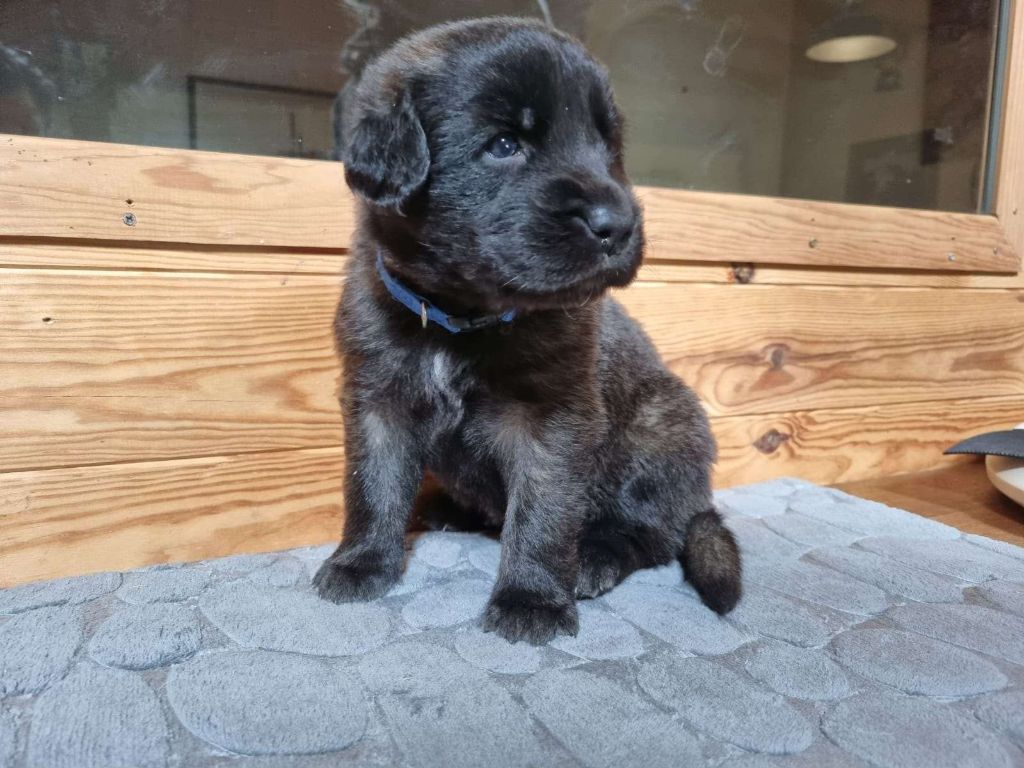 Au Coeur Cantalou - Leonberger - Portée née le 28/03/2025