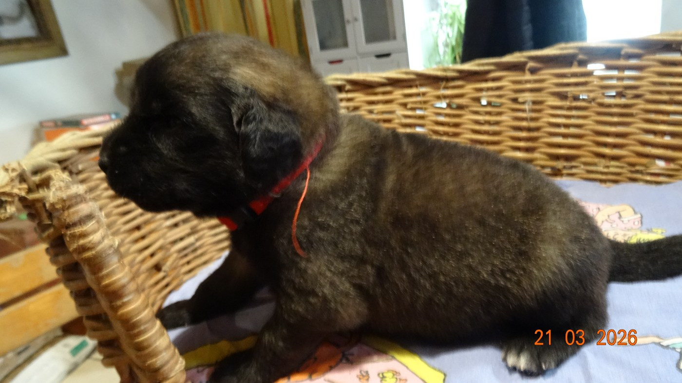 Au Coeur Cantalou - Chiots disponibles - Leonberger