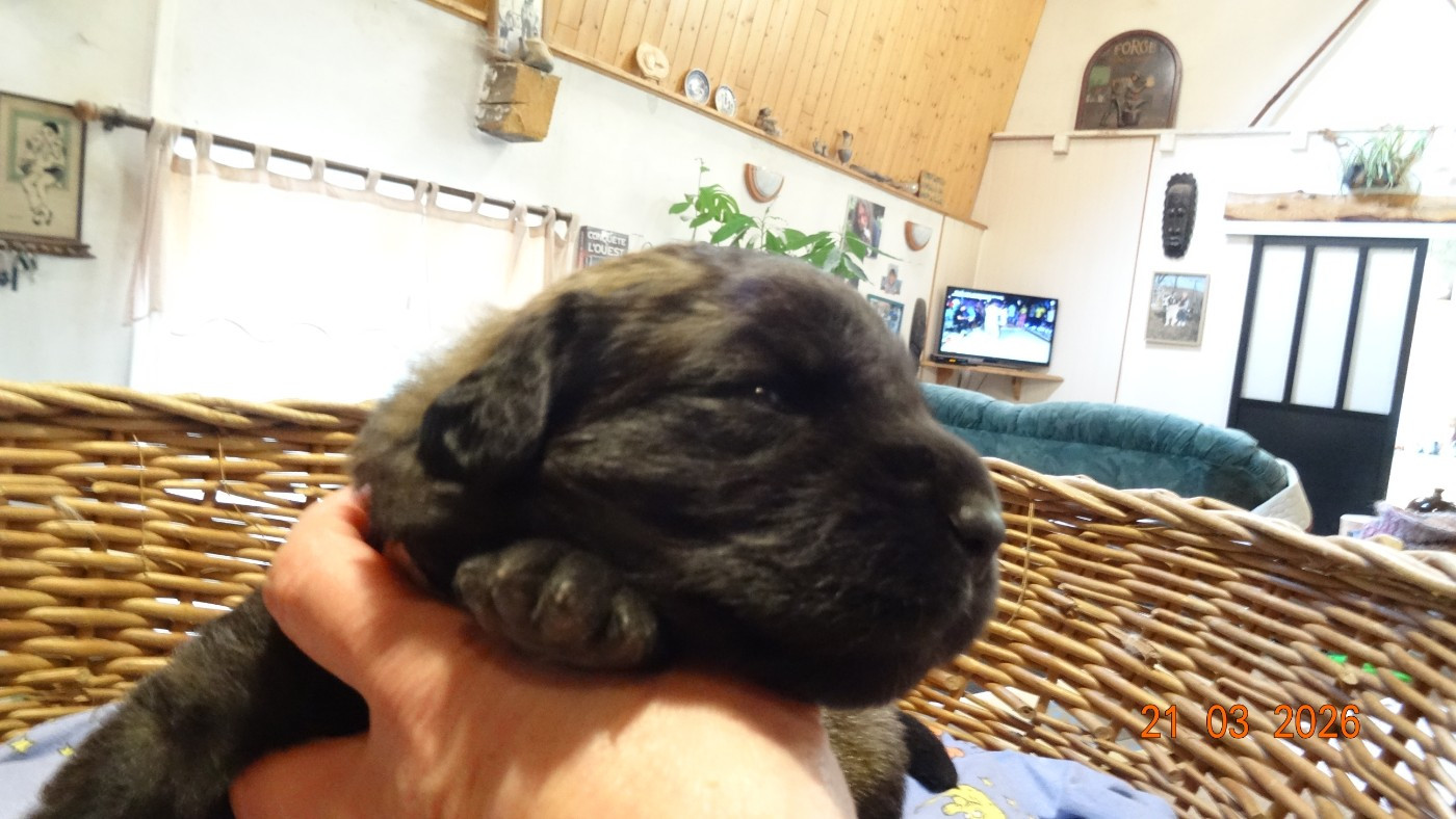 Au Coeur Cantalou - Chiots disponibles - Leonberger