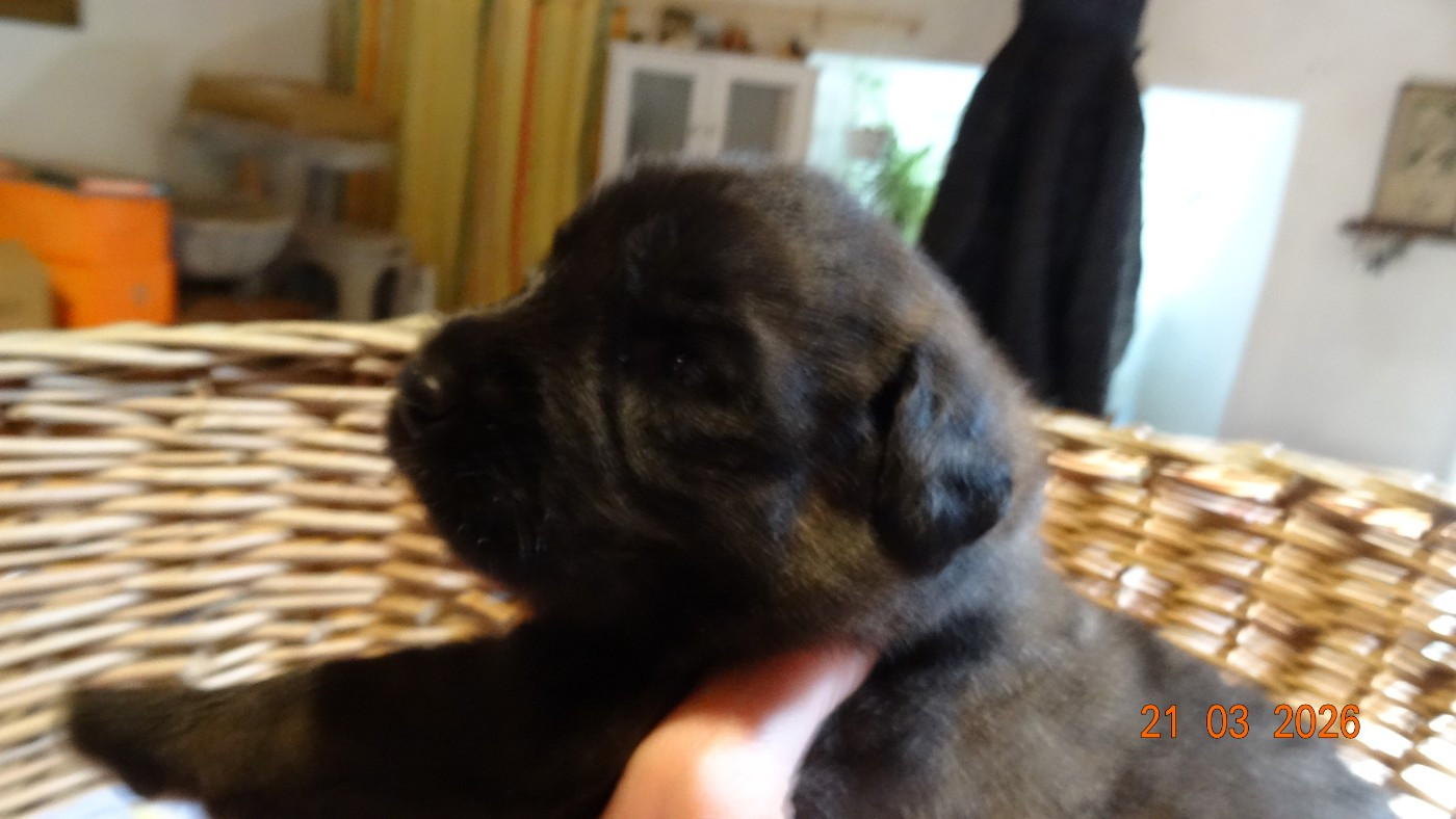 Au Coeur Cantalou - Chiots disponibles - Leonberger