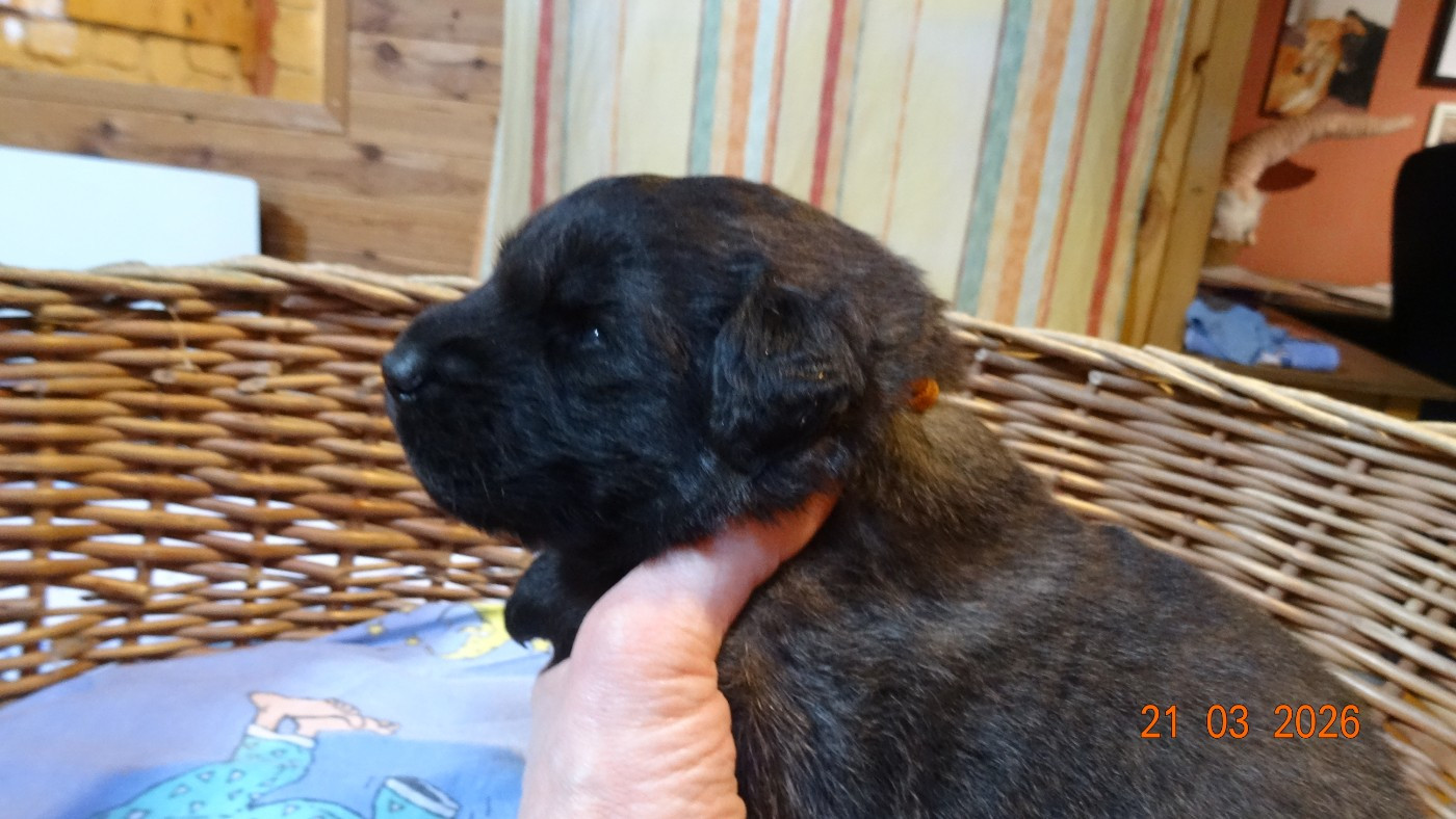 Au Coeur Cantalou - Chiots disponibles - Leonberger