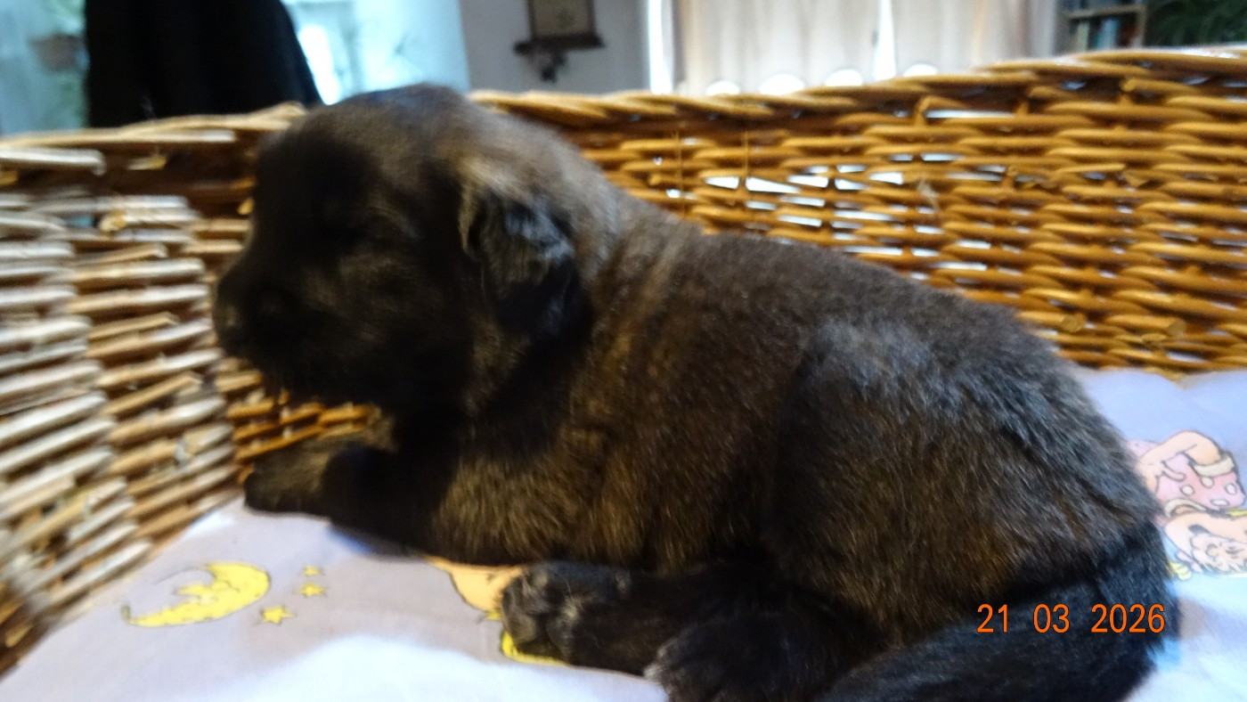 Au Coeur Cantalou - Chiots disponibles - Leonberger