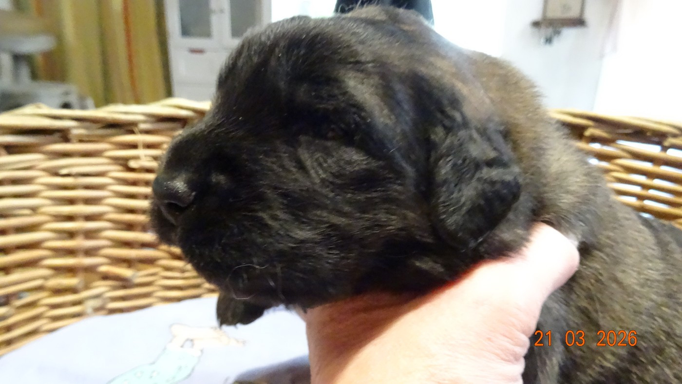 Au Coeur Cantalou - Chiots disponibles - Leonberger