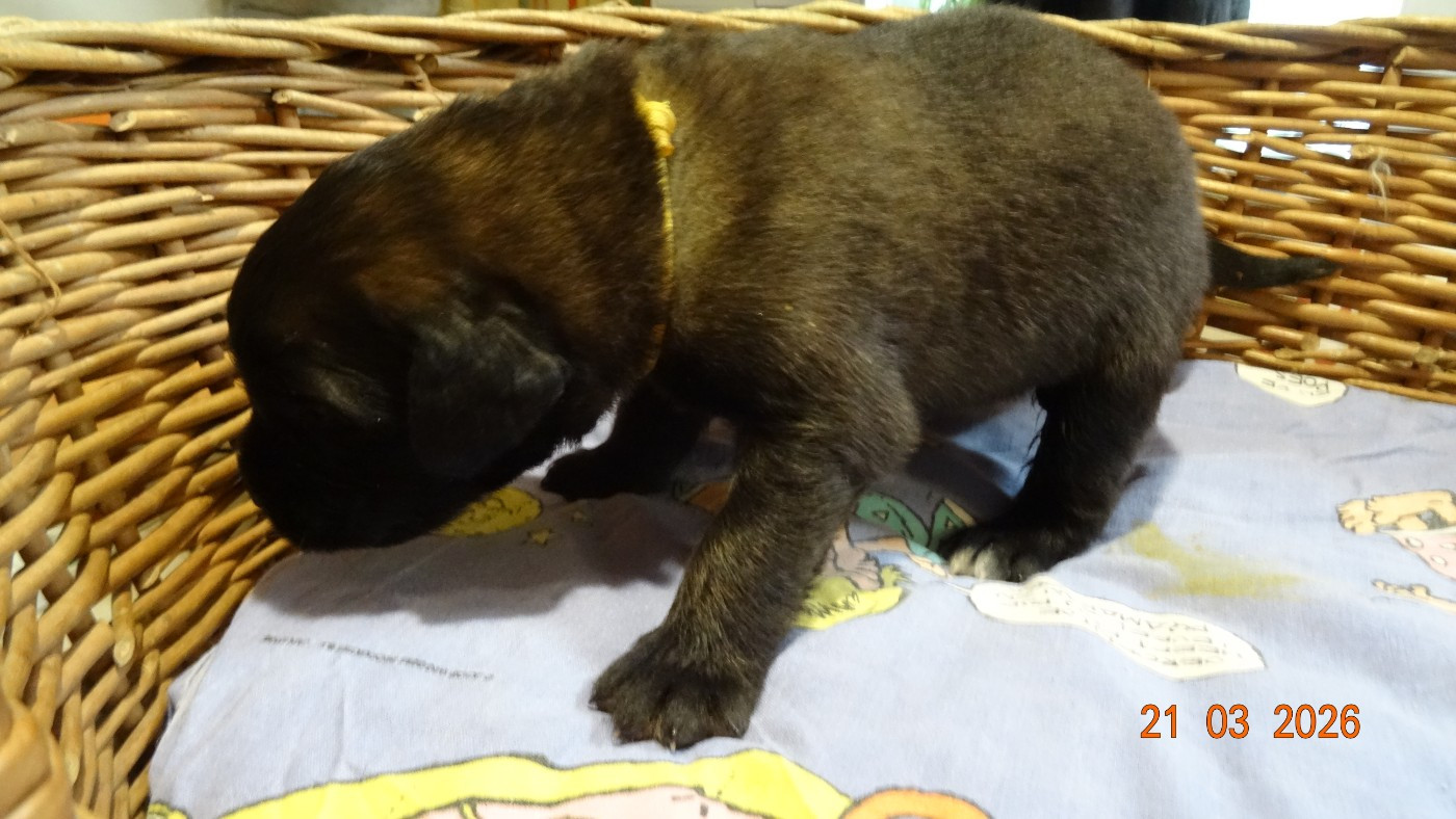 Au Coeur Cantalou - Chiots disponibles - Leonberger