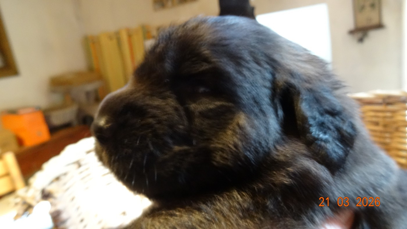 Au Coeur Cantalou - Chiots disponibles - Leonberger