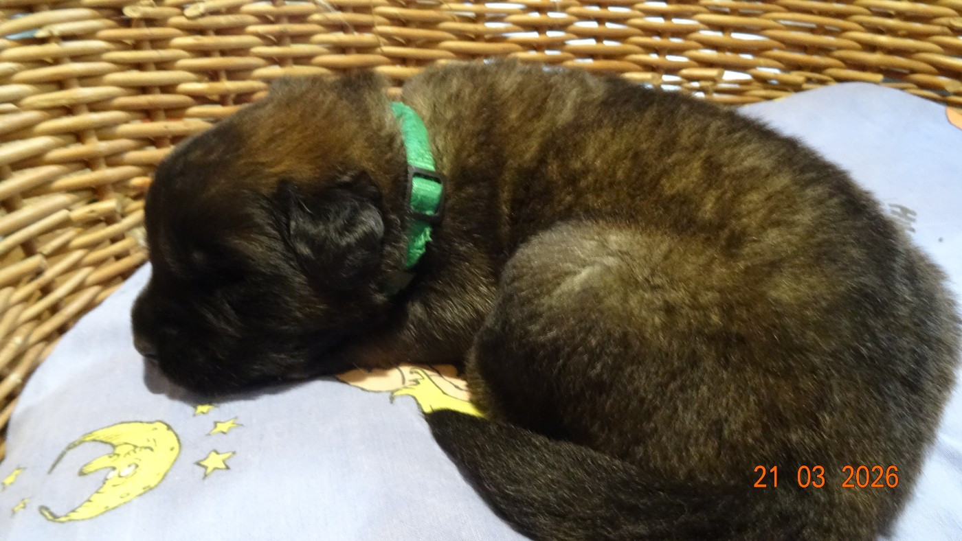 Au Coeur Cantalou - Chiots disponibles - Leonberger