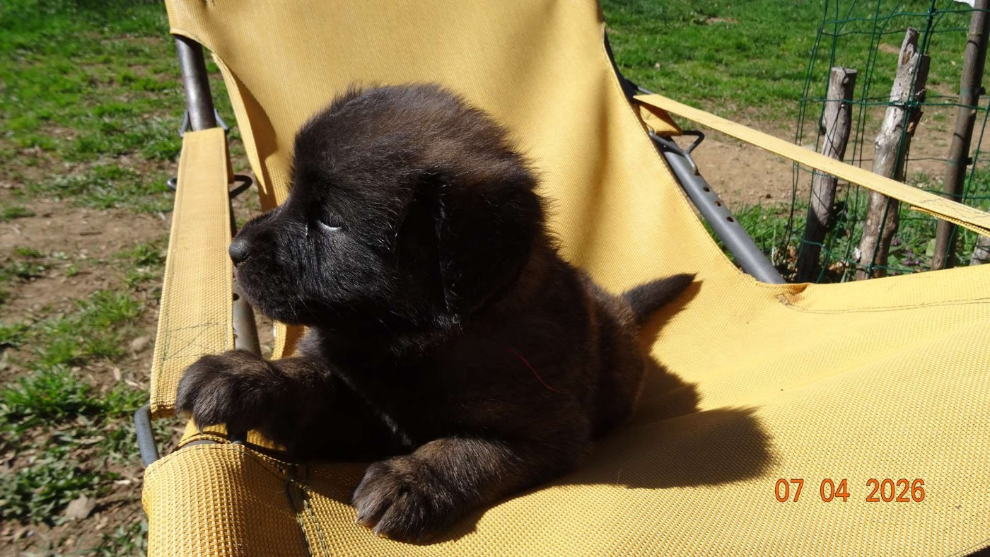 Au Coeur Cantalou - Chiots disponibles - Leonberger