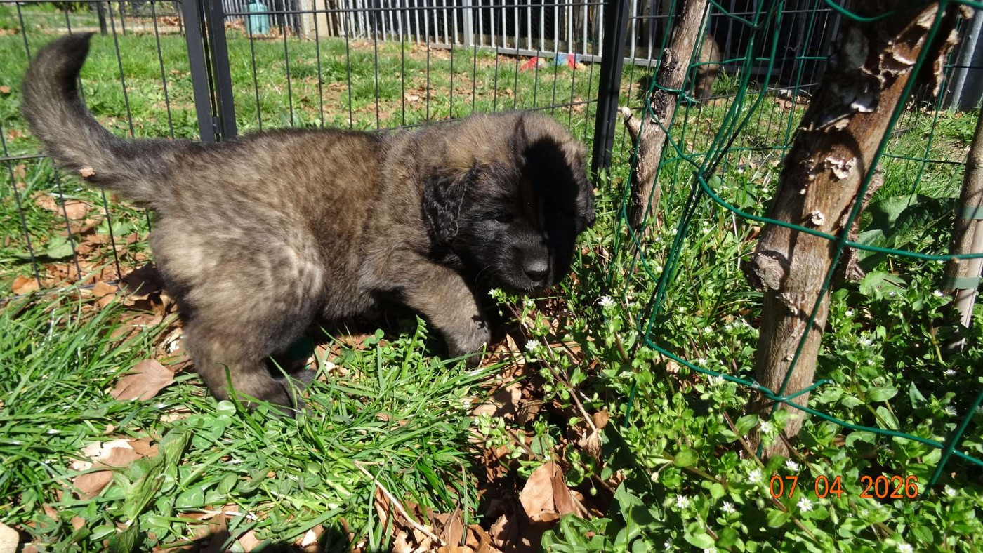 Au Coeur Cantalou - Chiots disponibles - Leonberger