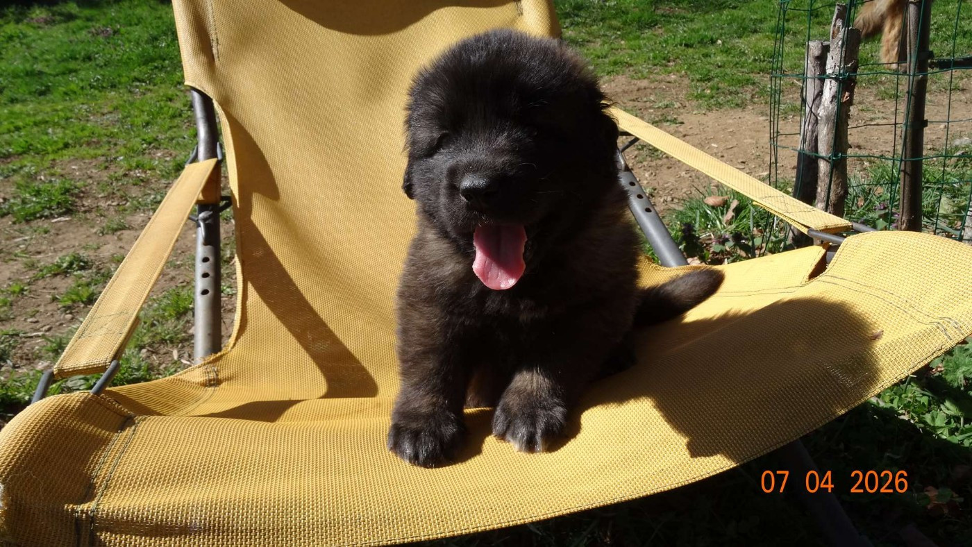 Au Coeur Cantalou - Chiots disponibles - Leonberger