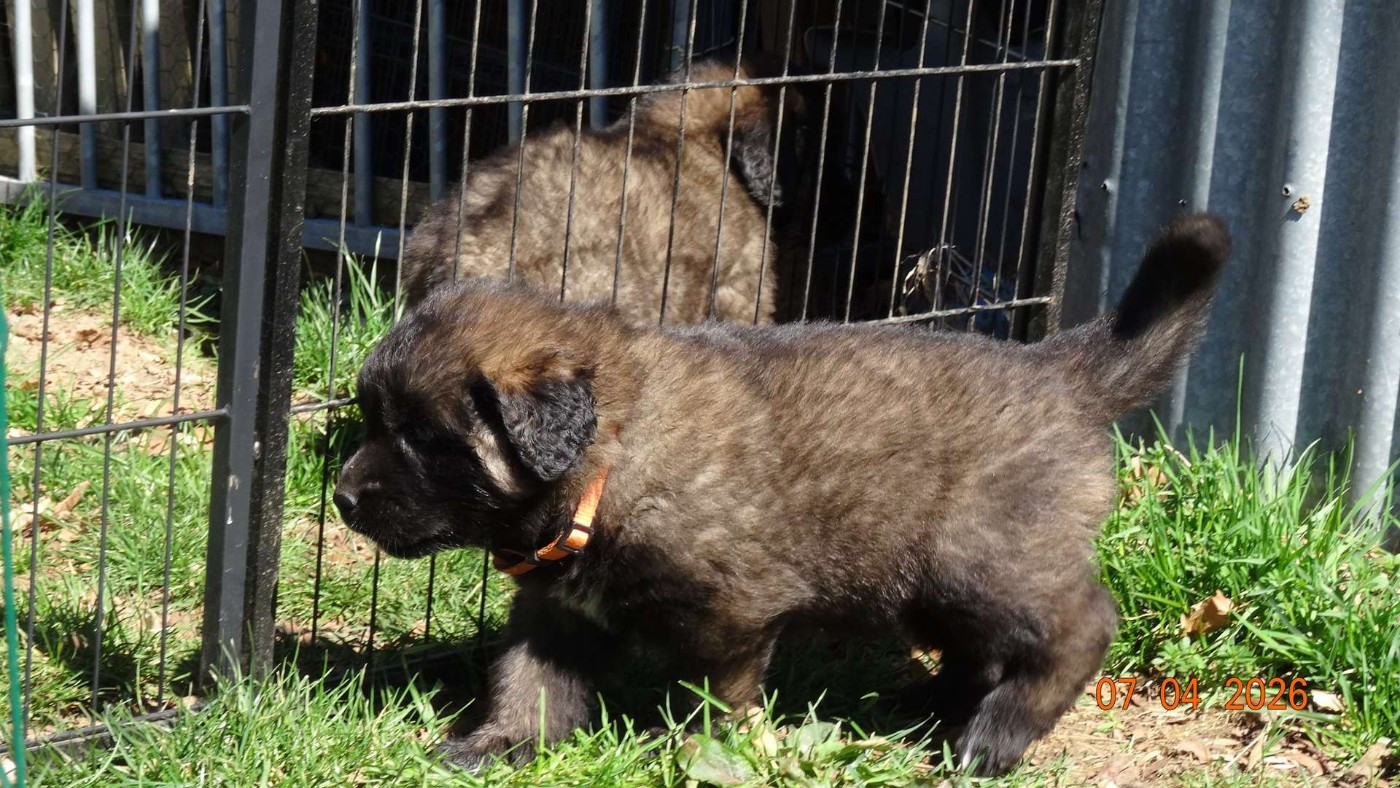 Au Coeur Cantalou - Chiots disponibles - Leonberger