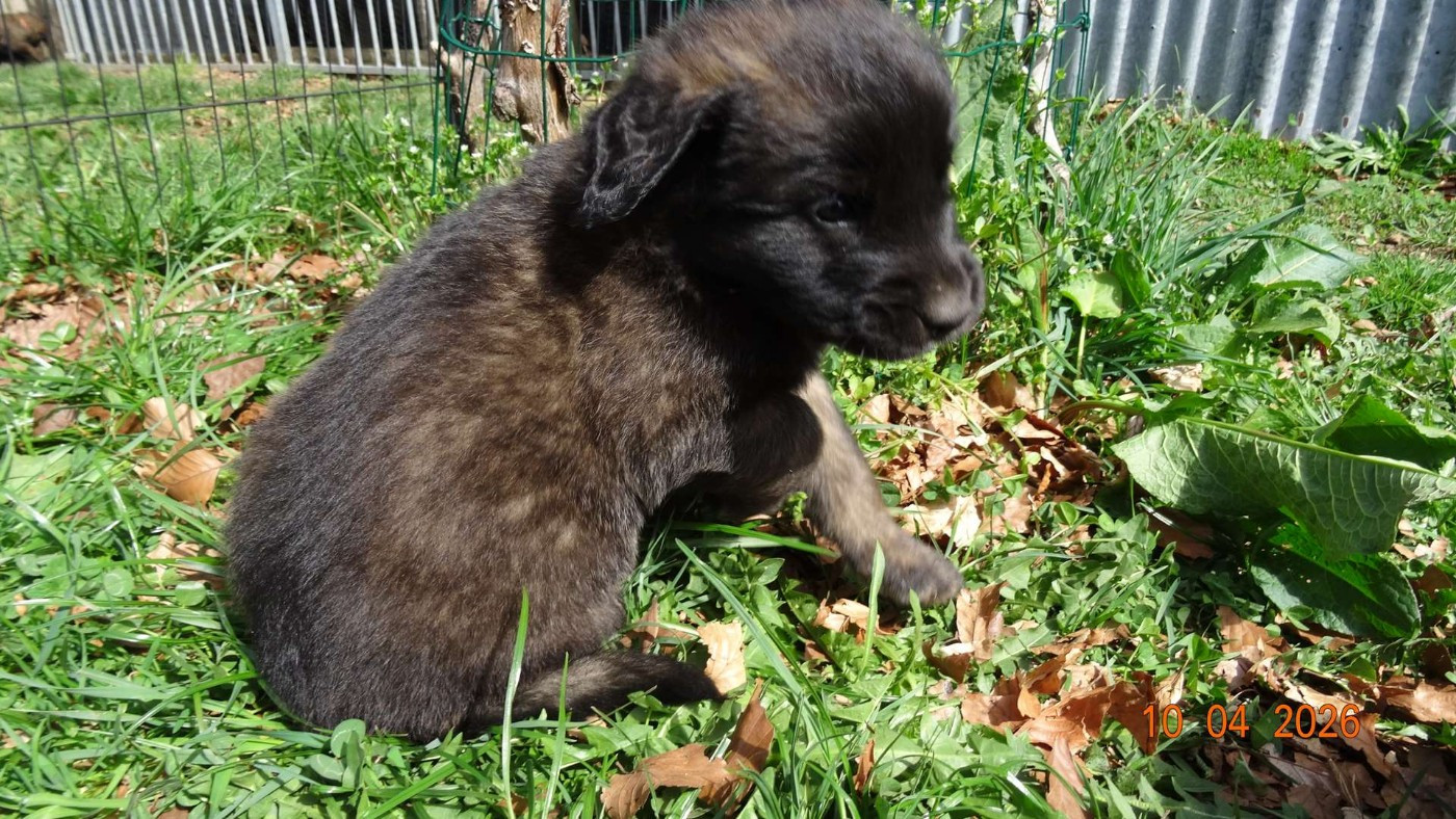 Au Coeur Cantalou - Chiots disponibles - Leonberger