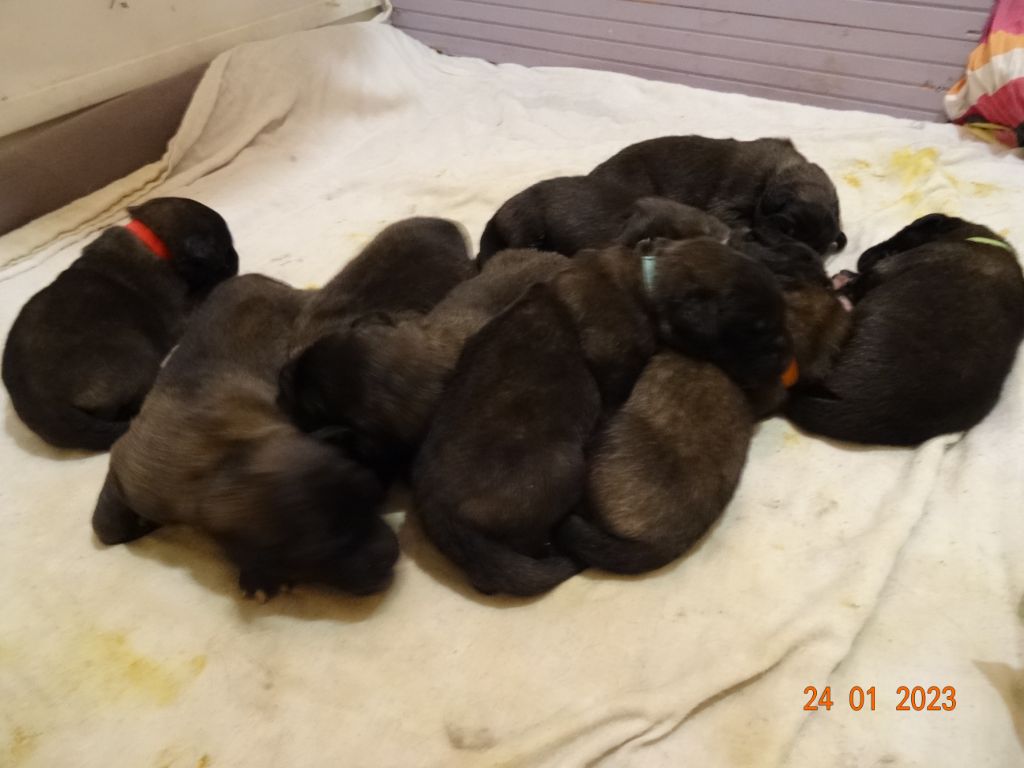 Au Coeur Cantalou - Leonberger - Portée née le 15/01/2023