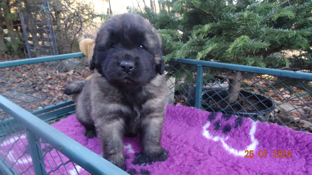 Au Coeur Cantalou - Leonberger - Portée née le 23/12/2023