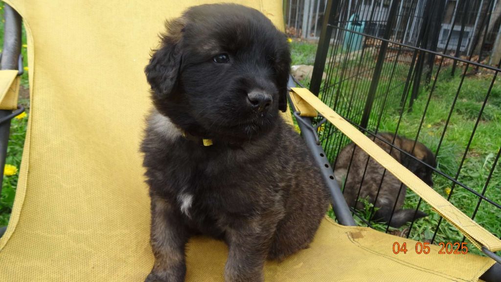 Au Coeur Cantalou - Chiots disponibles - Leonberger