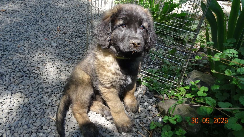 Au Coeur Cantalou - Chiots disponibles - Leonberger