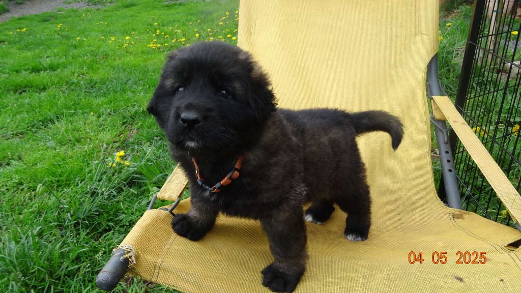 Au Coeur Cantalou - Chiots disponibles - Leonberger