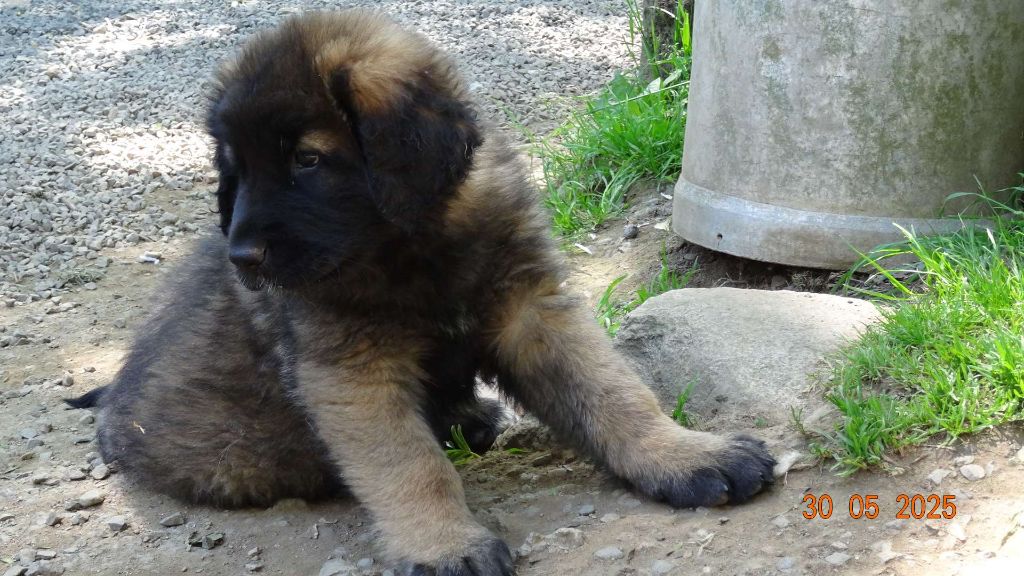 Au Coeur Cantalou - Chiots disponibles - Leonberger